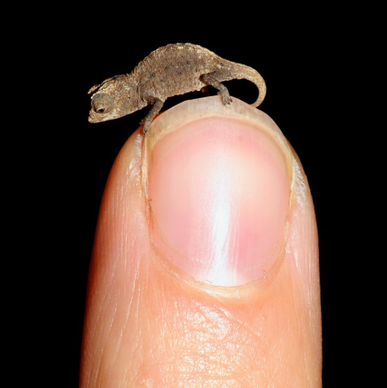 A juvenile of the tiniest chameleon species ever discovered perches atop a fingertip.