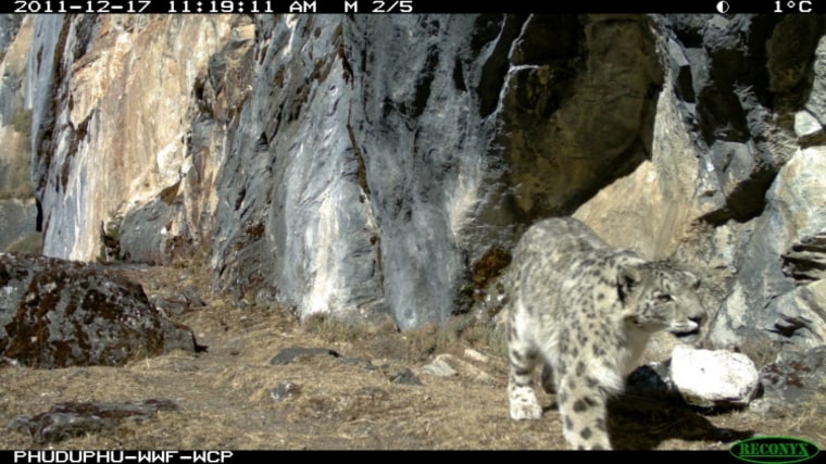 A snow leopard visits its relic site in Wangchuck Centennial Park, Bhutan. This is a spot where it repeatedly marks its territory.