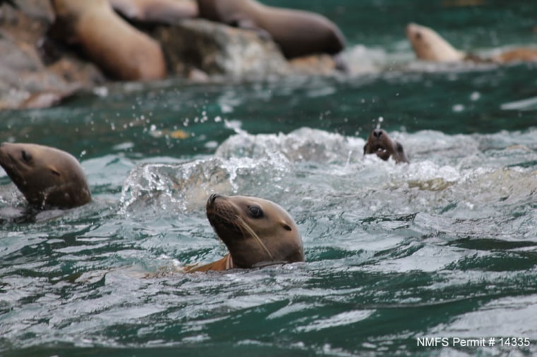 photo of sea lions in water