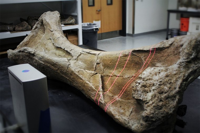 A foreleg bone from a Paralititan stromeri, the second-most massive dinosaur species ever discovered, gets a laser scan in preparation for 3-D printing.