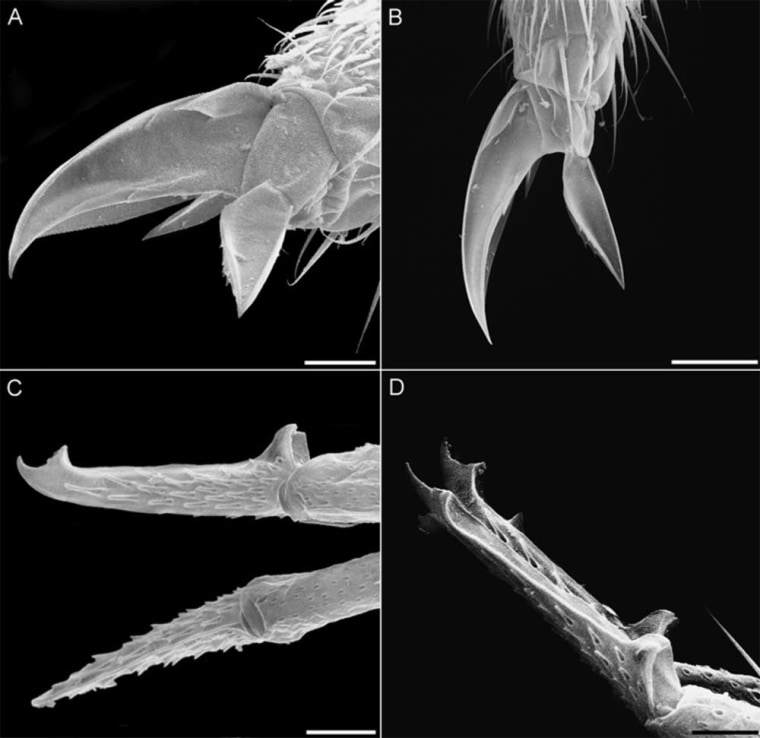 Eyeless Insect Primitive and eyeless, world's deepest land animal discovered