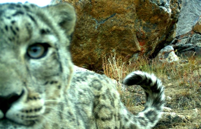Image: Snow leopard
