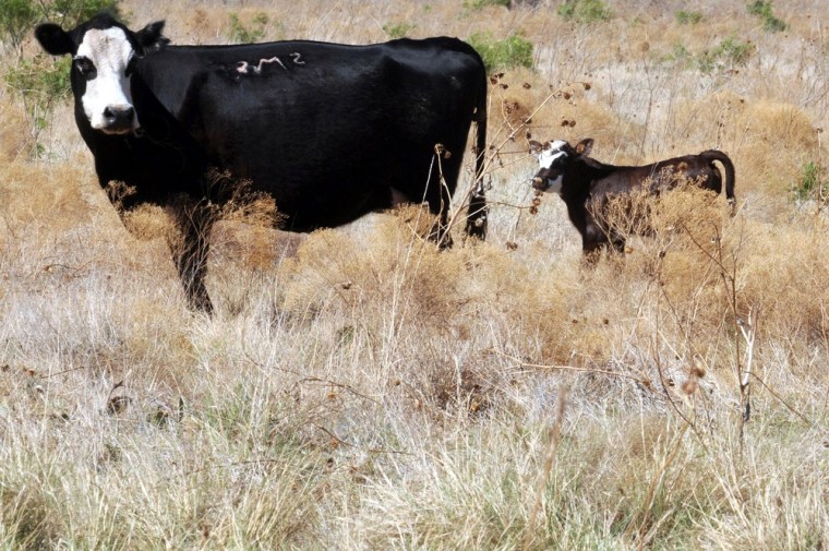 Image: To match Insight CATTLE-MIGRATION/