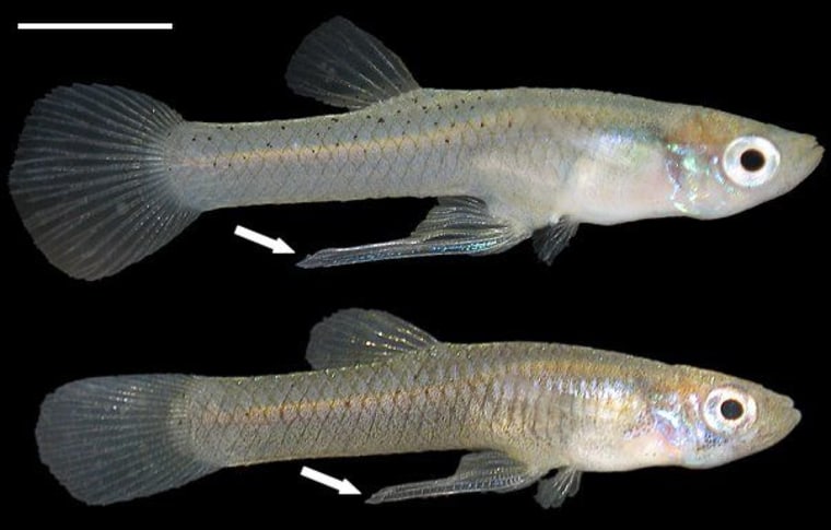 Female mosquito fish prefer males with a solid nutritional upbringing, a quality the females may pick up on based on the size of a potential mate’s sexual organ.