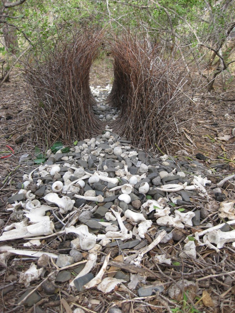 The geometry of the courtship site creates an illusion of uniformity: When a female bowerbird views the court from within the avenue, all of the court objects appear to be the same size.