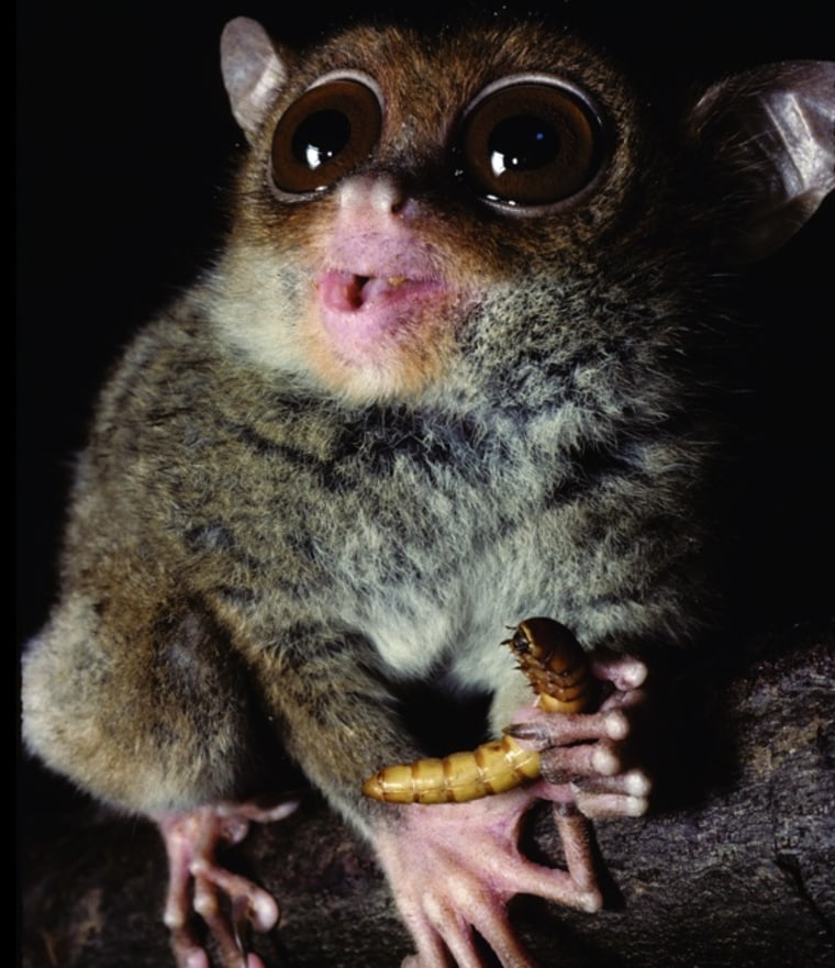 Image: Philippine tarsier