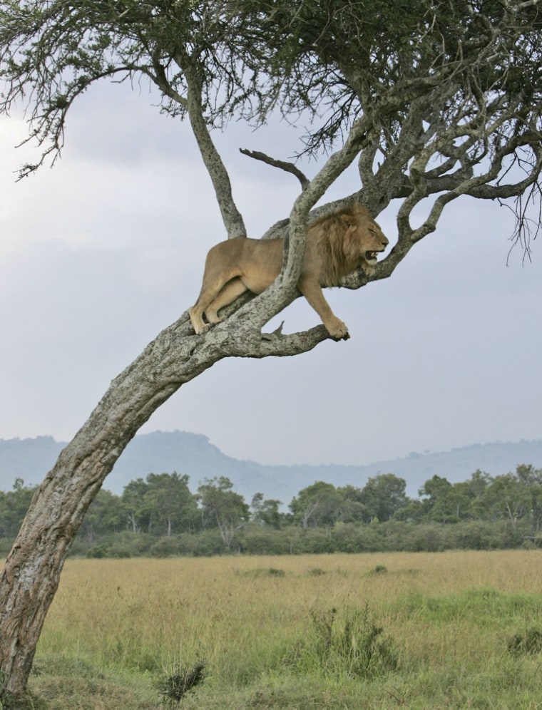 Image: lion rests in a tree in Kenya