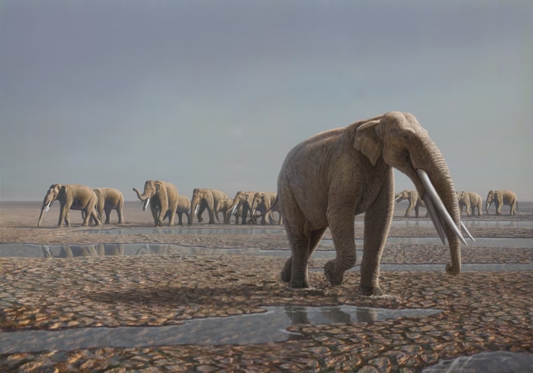 Image: Elephant herd