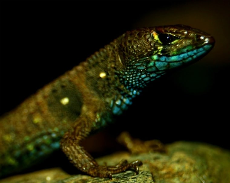 Image: Lizard