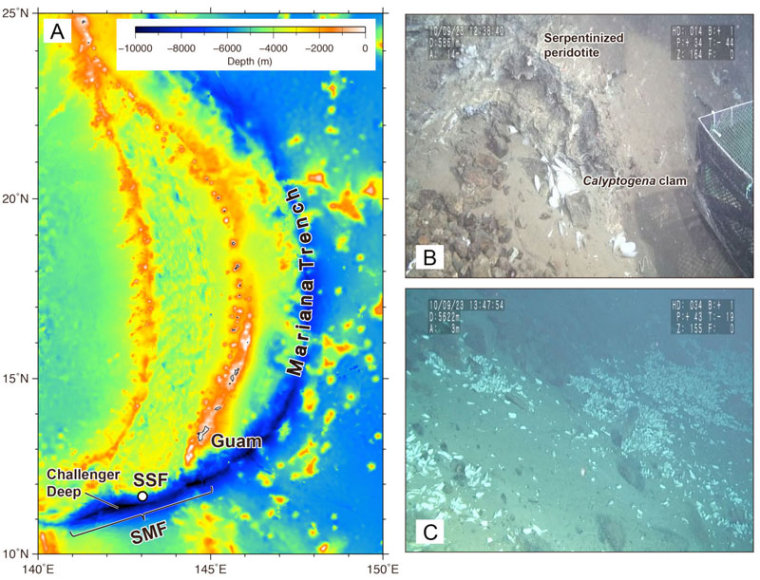 At left is the Mariana Trench area, where the new life was found, and to the right are images of an extensive clam community that was found at 5,622 meters deep.