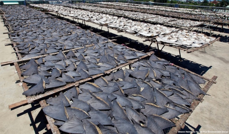 Shark fins drying in the sun in Kaohsiung before processing. About 30 percent of the world’s shark species are threatened or near threatened with extinction.