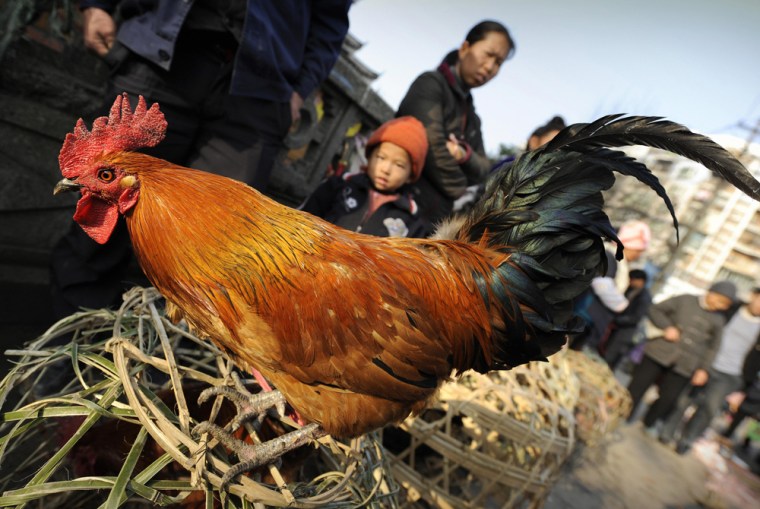A chicken is displayed at an outdoor market in China.