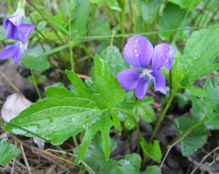 A violet growing in Concord, Mass. Unlike some other flowers in the town, violets are not shifting their flowering time in response to climate change. As a result, they have become much less common over the past 150 years than they were when writer Henry David Thoreau monitored them.