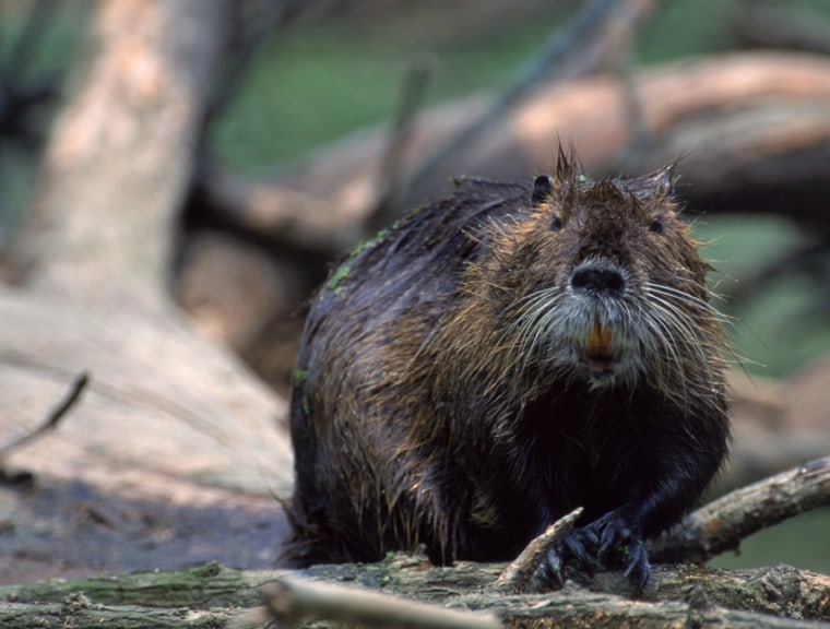 A nutria in the wild. Would you like to see this animal on your plate at dinner?