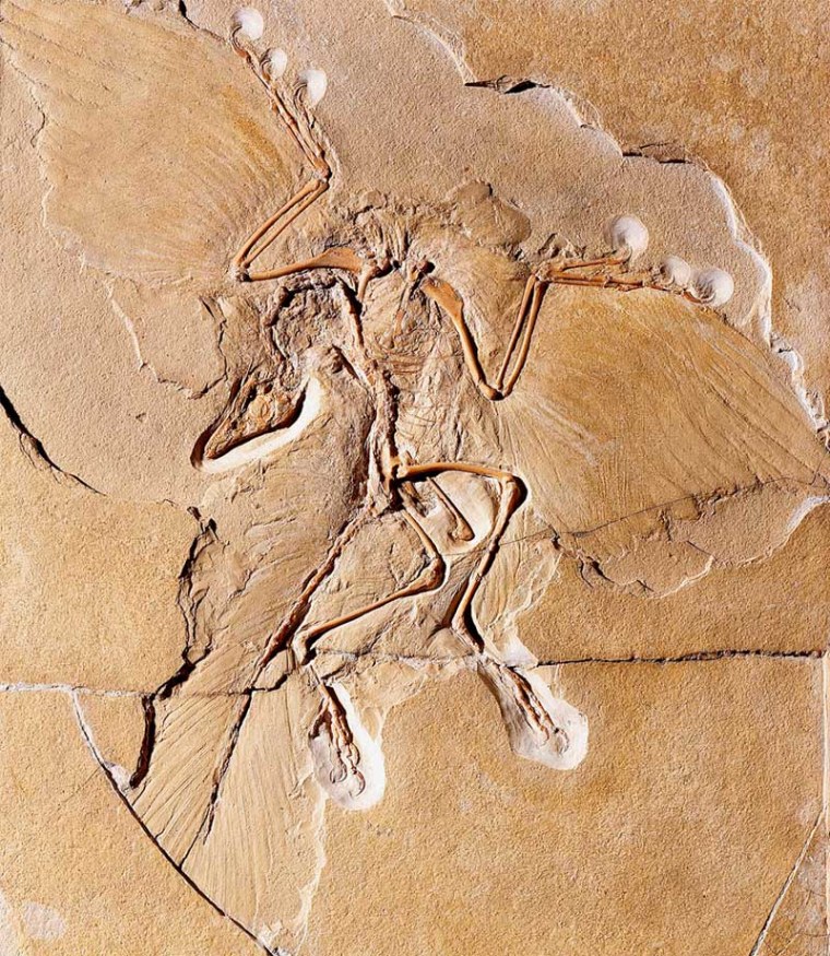 Paleontologists have long thought that Archaeopteryx fossils, including this one discovered in Germany, placed the dinosaur at the base of the bird evolutionary tree. Recent evidence suggests the beast may have been a birdlike dinosaur.