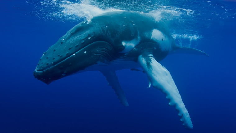 Learning from humpback whales may mean learning to fly better, researchers say.