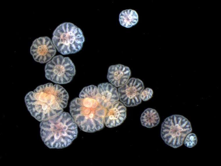 Coral embryos rocked by waves break apart into pieces of varying sizes. These clones develop and settle as coral of varying sizes.