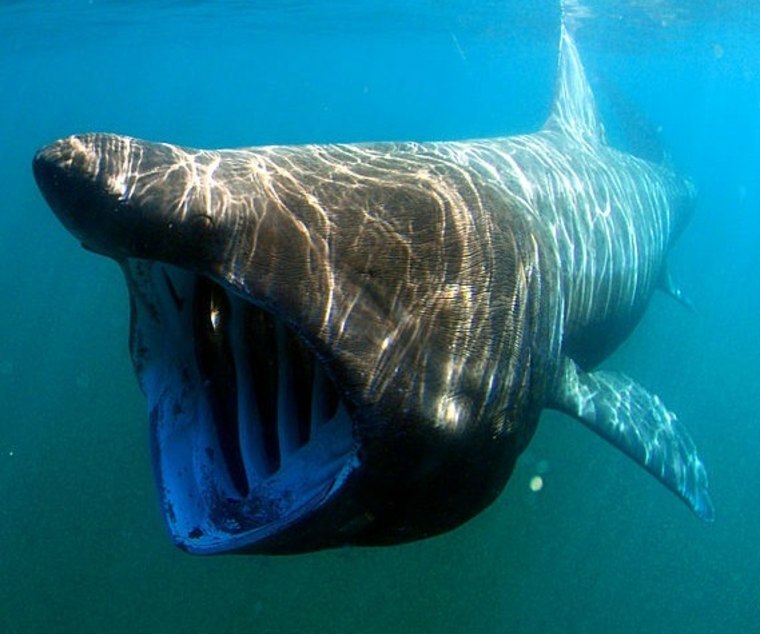 A monstrous basking shark, its mouth agape, swims through shallow, sunlit waters.
