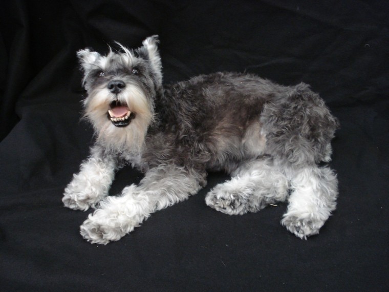 A pet schnauzer preserved with a freeze-drying technique at Mac's Taxidermy in Fort Loudon, Pa.