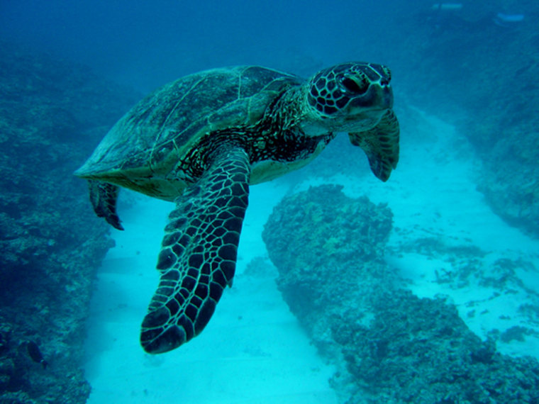 Image: Sea turtle