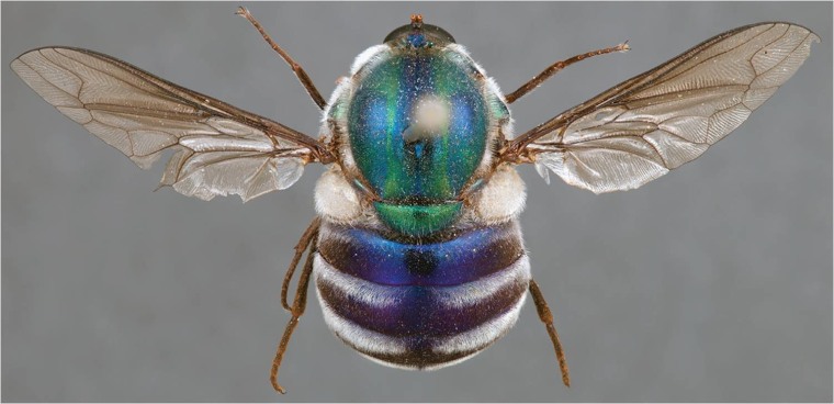 Four new species of spider fly have been discovered. These flies typically have large round bodies covered with dense hairs and black or metallic green to blue coloration, giving a jewel-like appearance. This is a previously discovered species called Panops austrae Neboiss.