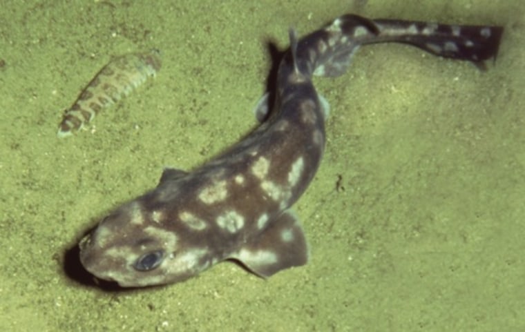 The newly described catshark is a species that spends its life on the seafloor.