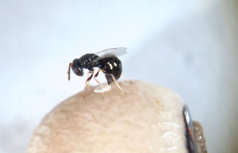 This wasp is attacking a weevil larvae inside a bean.