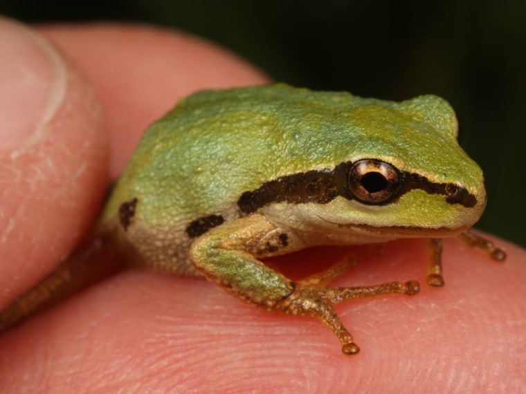 Chorus frog blamed for spreading devastating disease