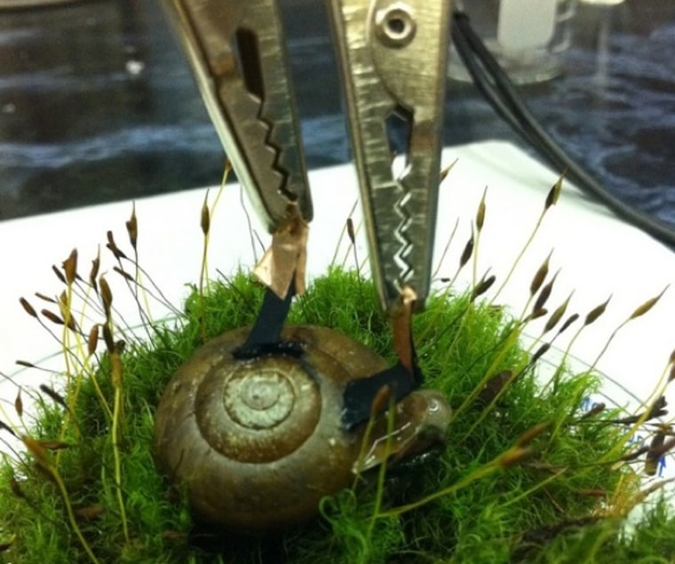 Researchers use external clips to measure the amount of electricity generated by a snail with implanted electrodes.