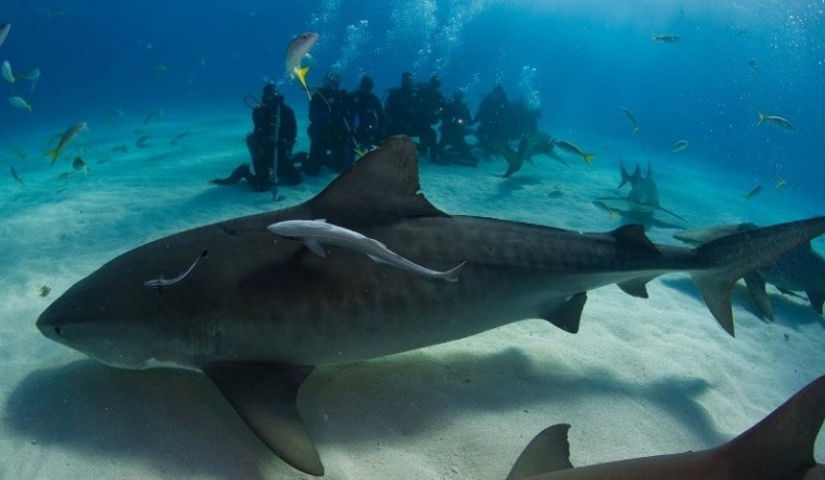 Image: Tiger shark