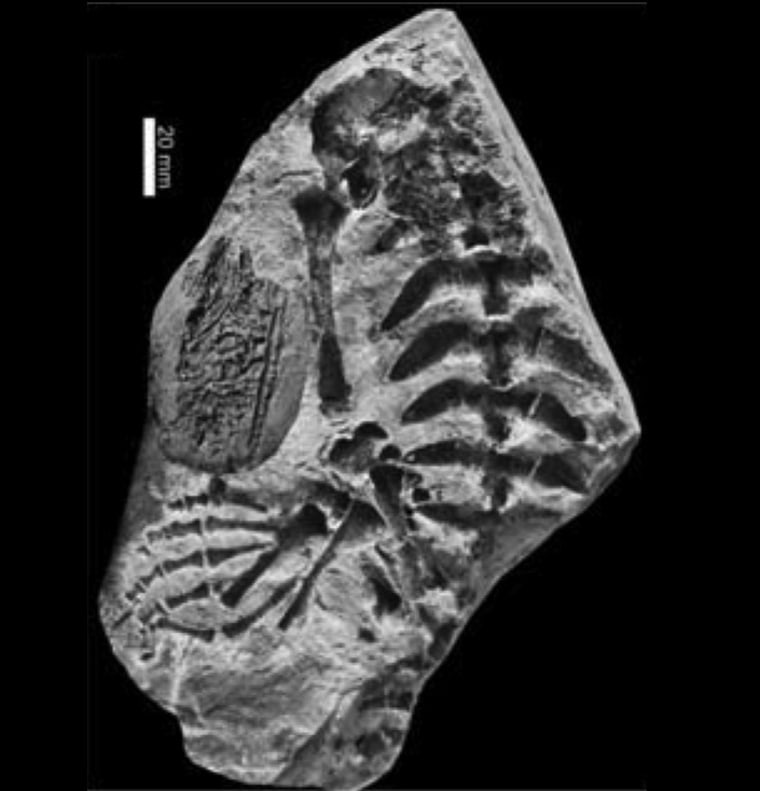 Image: Mesosaur fossil composite photo