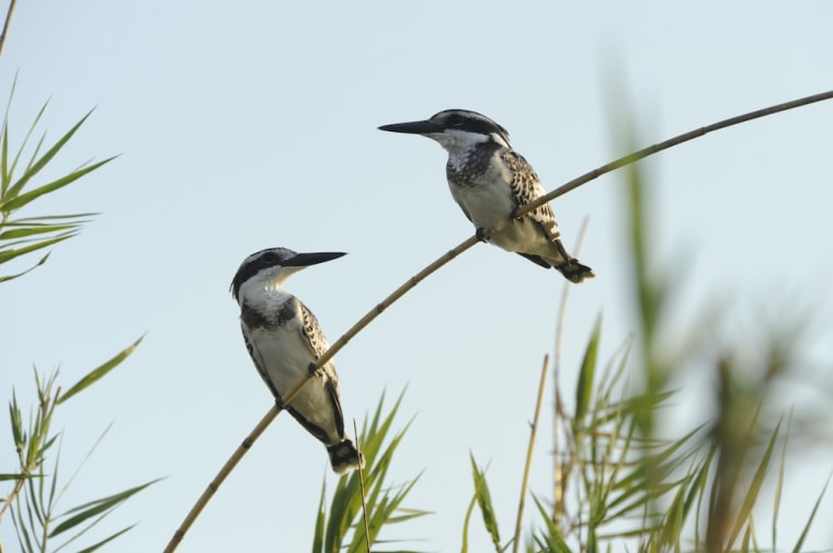 Two kingfishers perch on a branch. The KAZA area is home to 3,000 species of birds.