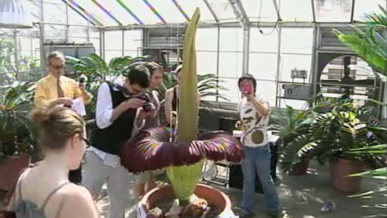 Gawkers gather to take a look at Cornell's corpse flower in bloom.