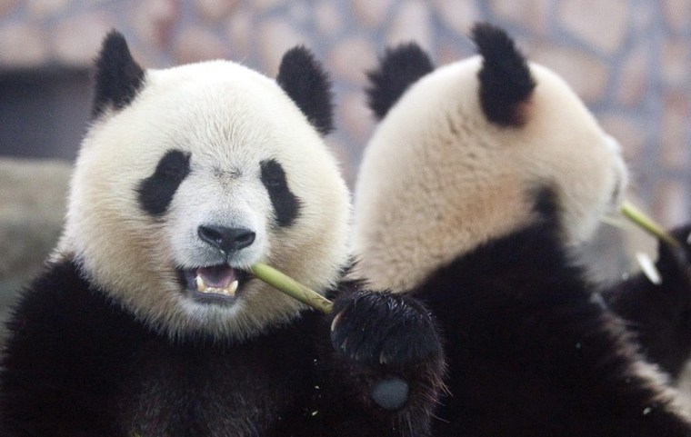 Image: China Pandas