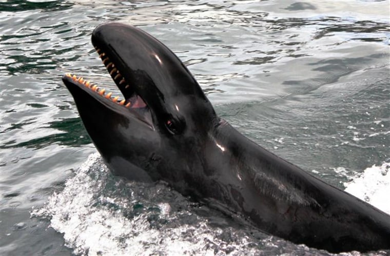 Kina, a false killer whale, is a 20-year veteran of echolocation research, trained to communicate with her trainers.