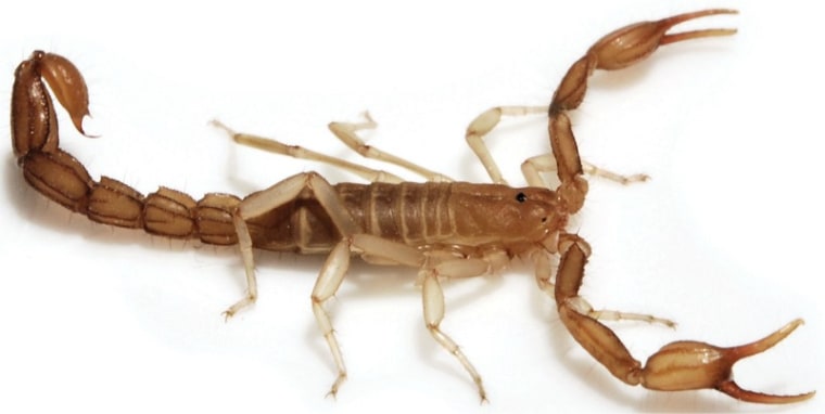 Scientists Prove Indiana Jones Right: Smaller Scorpions Are Deadlier - CNET