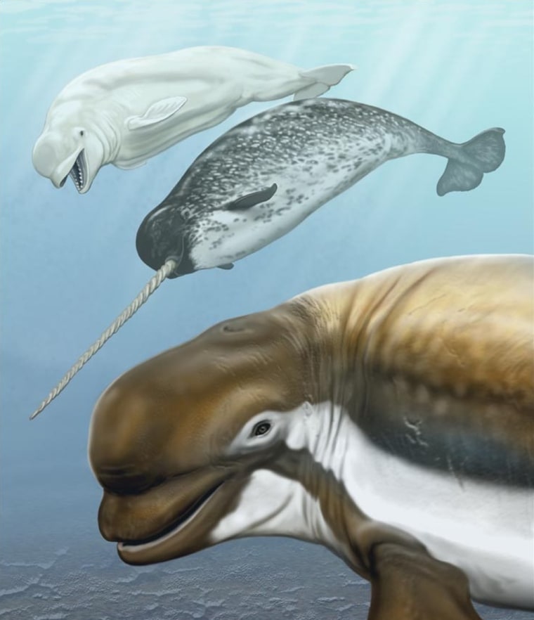 This is an artist's conception of Bohaskaia monodontoides, foreground. Behind and above are a modern-day beluga whale and narwhal.