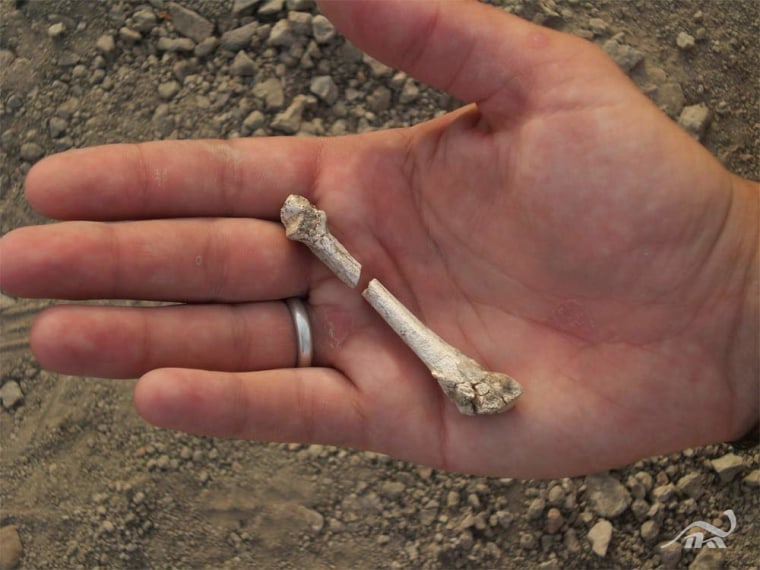 Researcher Stephanie Melillo holds the fourth metatarsal of the Burtele partial foot right after its discovery. The team found eight bones from the front half of a right foot. Such hominin fossils are rare, since they are fragile and are often destroyed in the face of carnivores and decay.