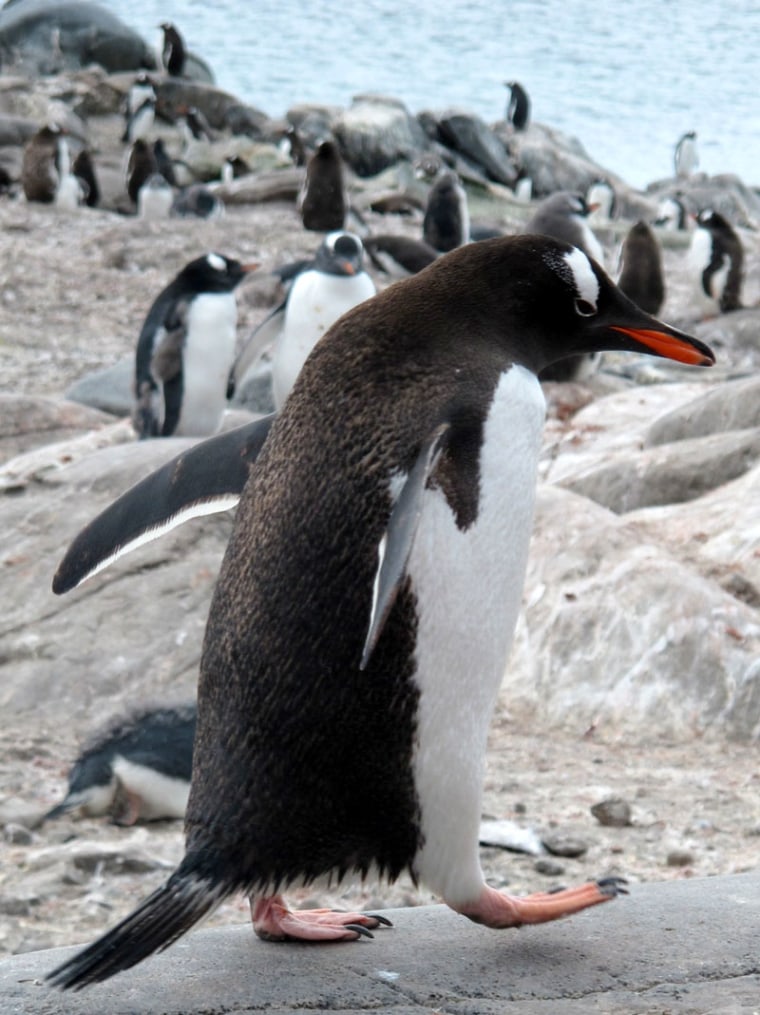 Penguin with others in background