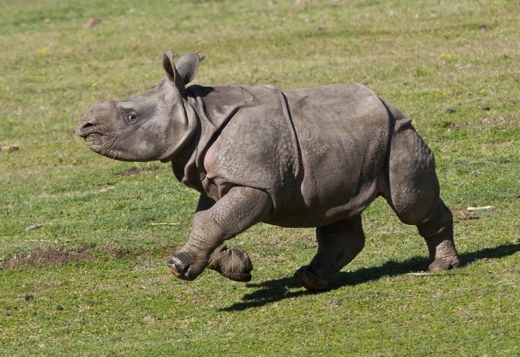 Image: Baby Rhino