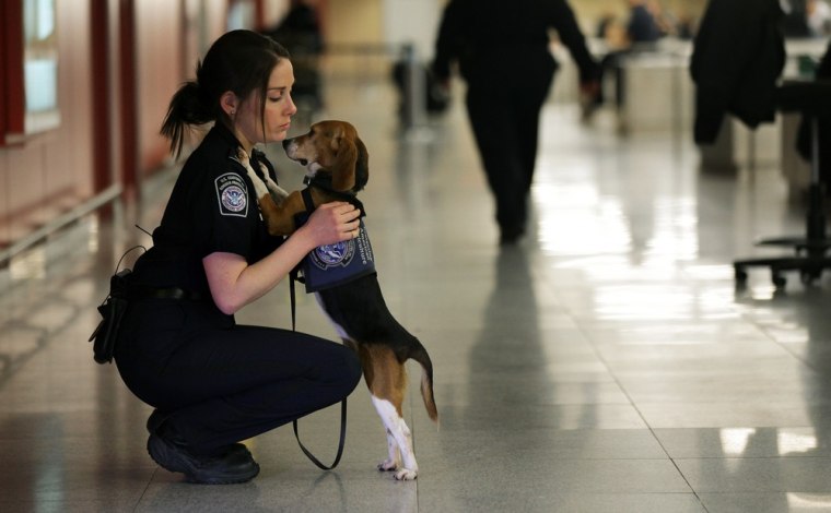 Image: Izzy the luggage sniffing dog