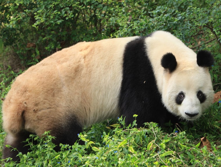 Kebi, one of the male giant pandas included in the 3-year study.
