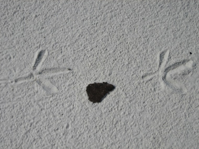 Image: Bird footprints over tarball