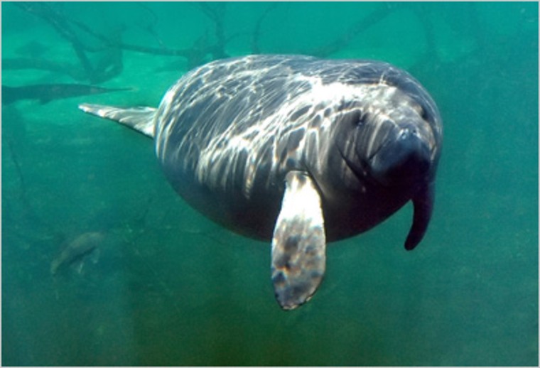 The manatees have no natural predators in their coastal U.S. habitat, but fast-moving speedboats and other watercraft are a danger. Collisions with boat hulls or propellers can severely wound or kill them.