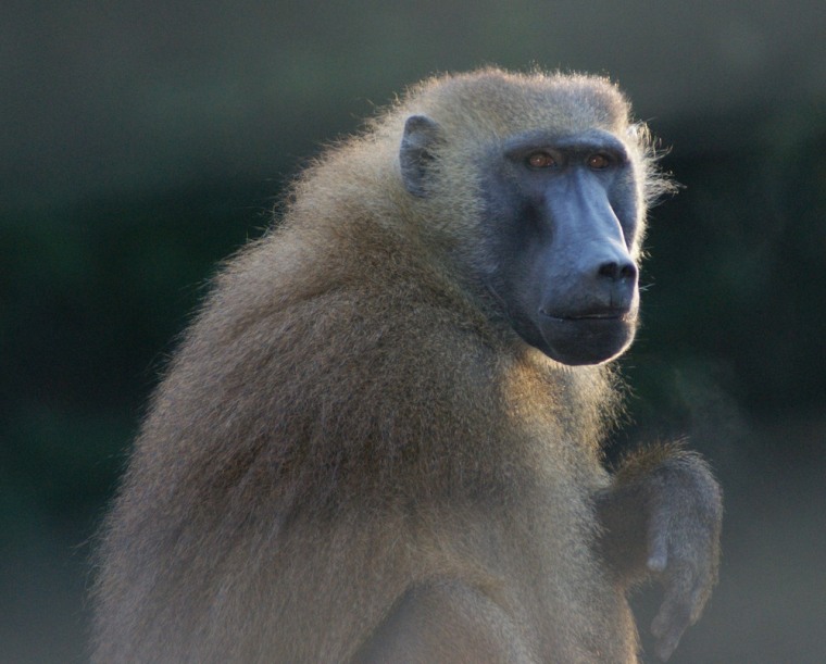 Image: Baboon in French study