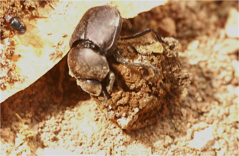 Dung beetles get their nutrients by eating manure. They like smelly omnivore poop the best, new research indicates.