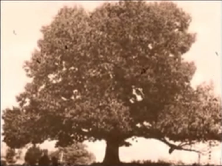 Image: Chestnut tree