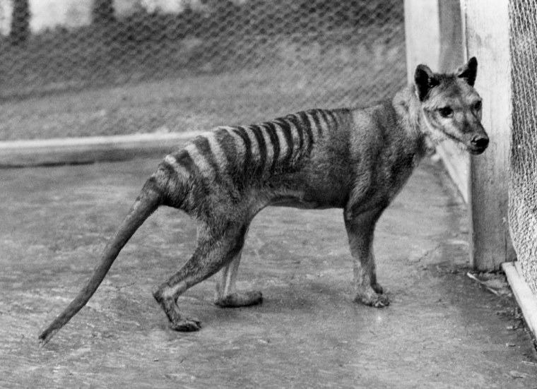 The Tasmanian tiger, also known as the thylacine, was hunted to extinction in the early 1900s; the last one died in a Tasmanian zoo in 1936.