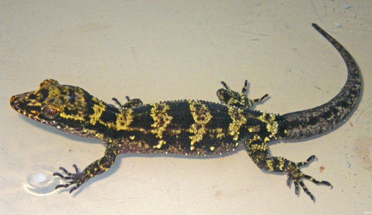 Image: Newly discovered bumblee gecko