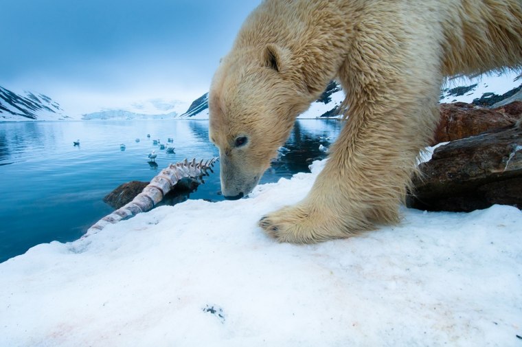 A large male polar bear returns to feed on a fin whale carcass. On land, where bears cannot hunt for seals, food is scarce and polar bears mainly depend on washed up marine mammals for food. Taken at Holmiabukta Bay, Northwestern Svalbard, Norway.